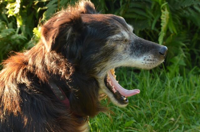 4 sorprendenti motivi per cui un cane sbadiglia tutti da scoprire