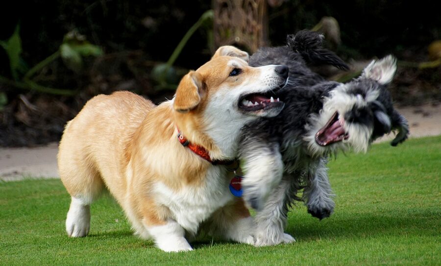 cani felici giocano