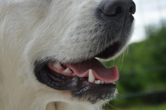 4 segnali che permettono di capire se un cane ha la gengivite