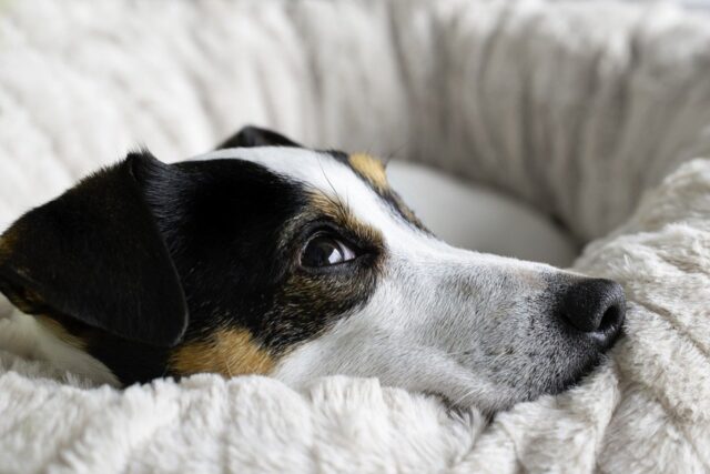 5 cose che fanno capire che al cane serve un bagnetto