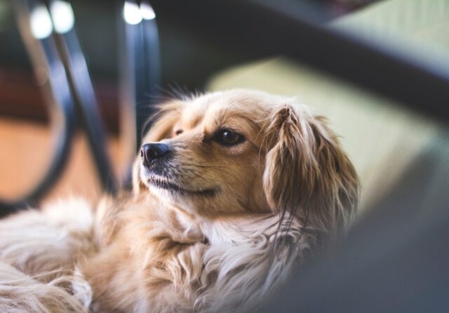 5 foto di cani che riescono a combinare cose inimmaginabili