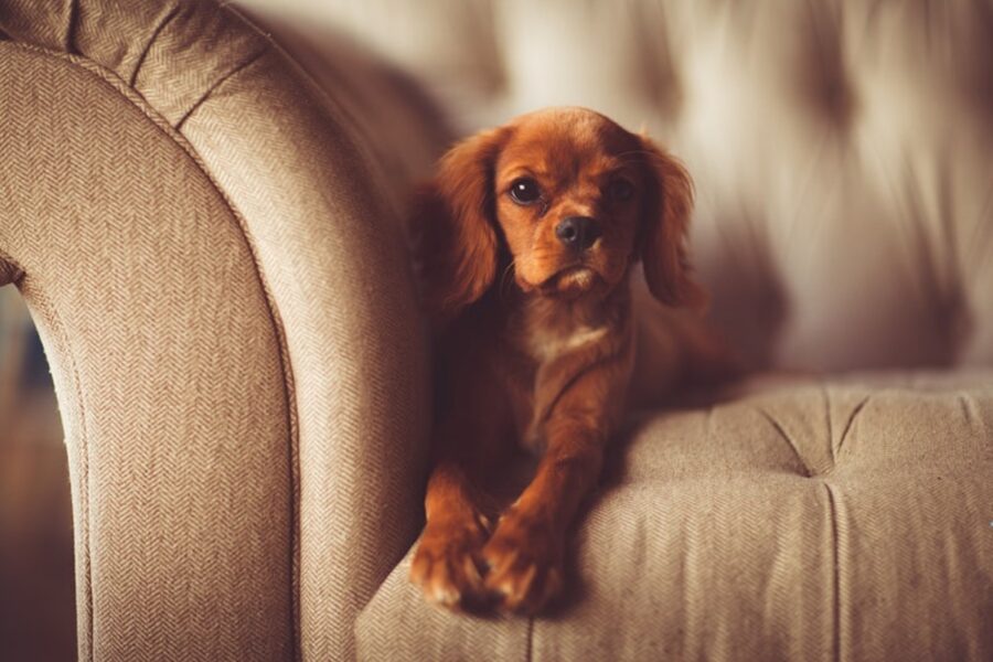 cucciolo sul divano