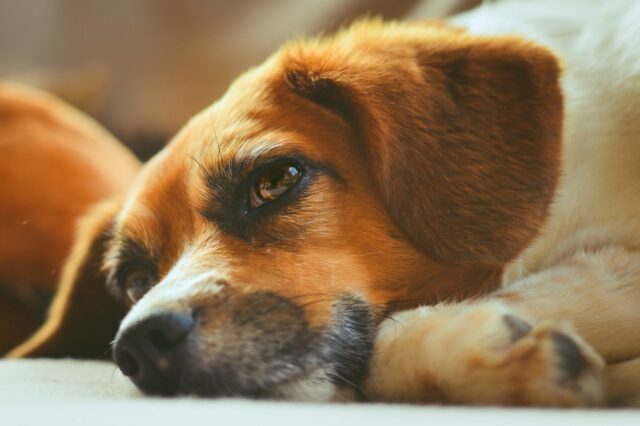 6 foto che dimostrano che i cani sono la cosa più preziosa che abbiamo