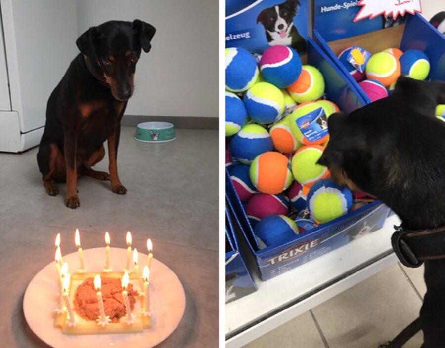 cane festa compleanno