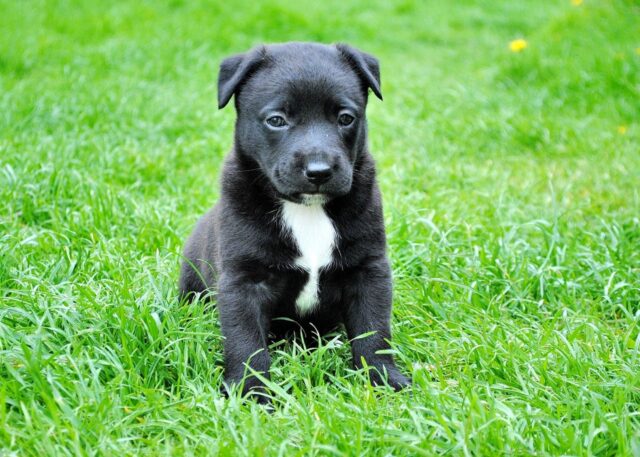 6 foto che ti faranno capire che i cani sono molto più di semplici animali domestici