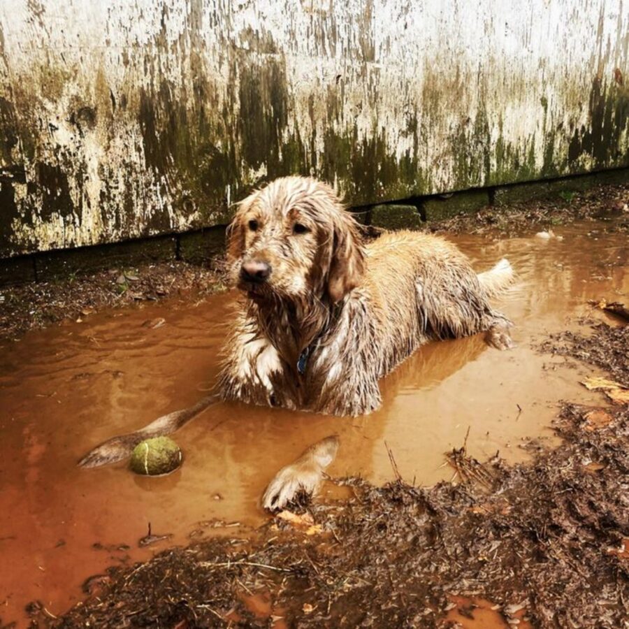 golden retriever sporco