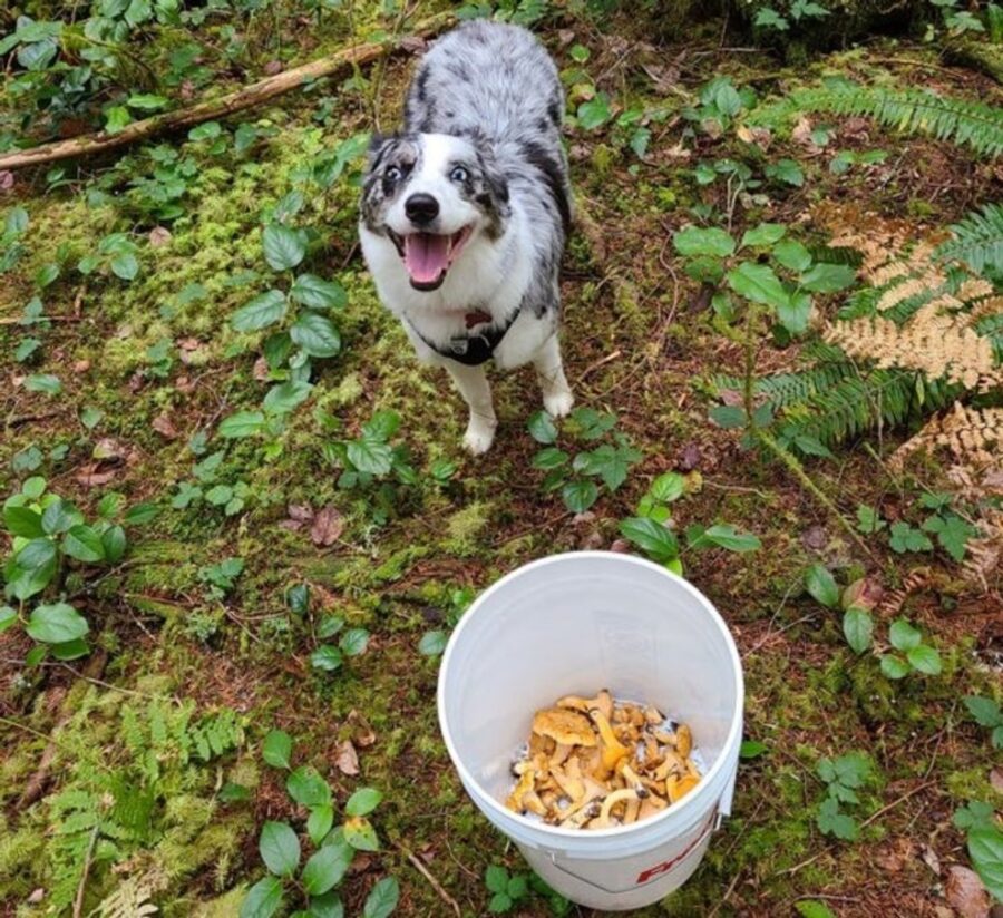 peloso funghi caccia