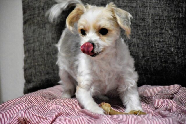 6 foto che ti faranno capire quanto è spassosa la vita con un cane