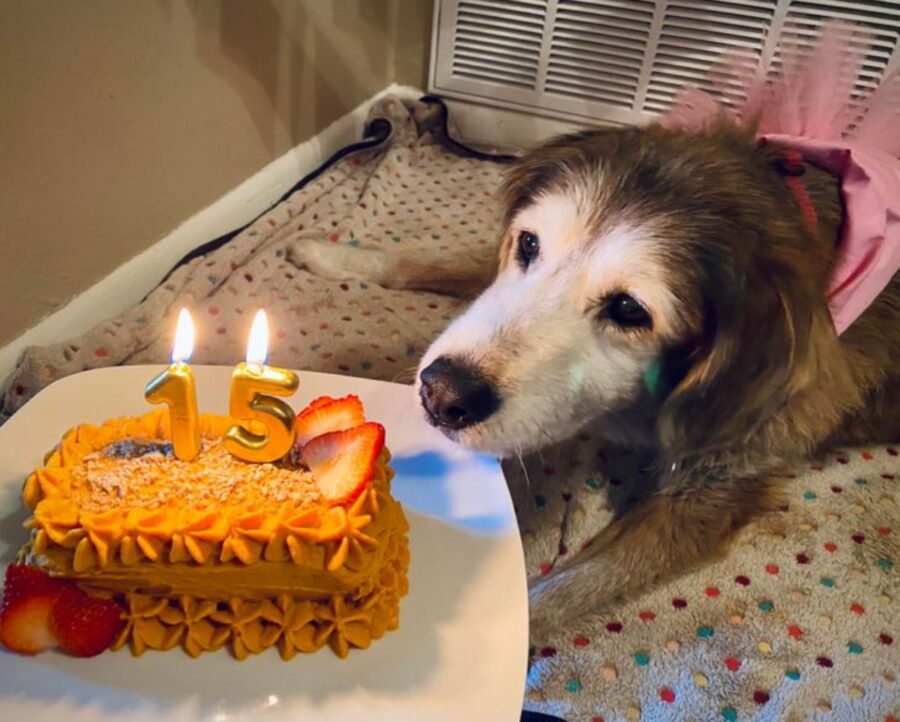 cane torta candele