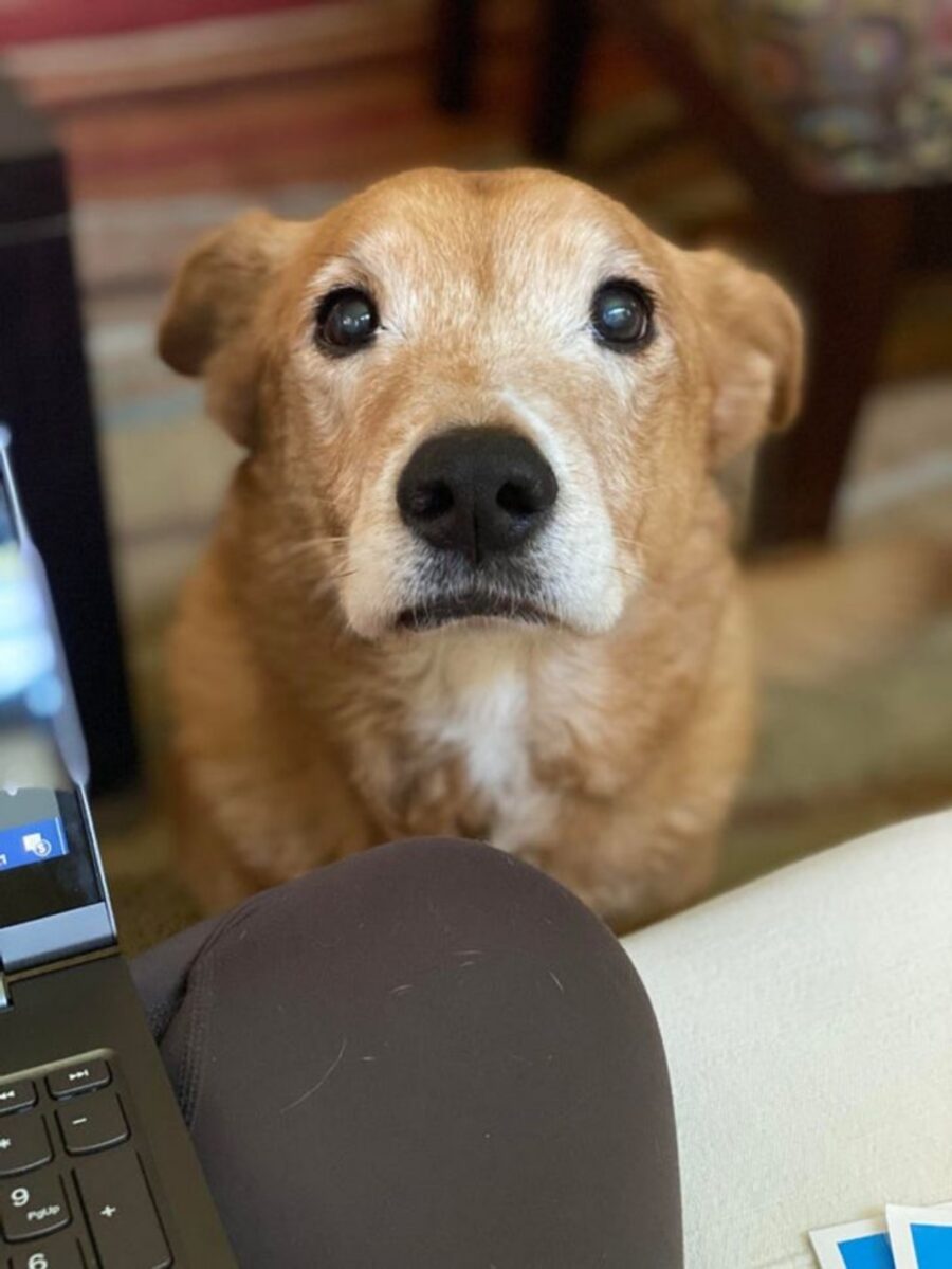 cucciolo sguardo amorevole