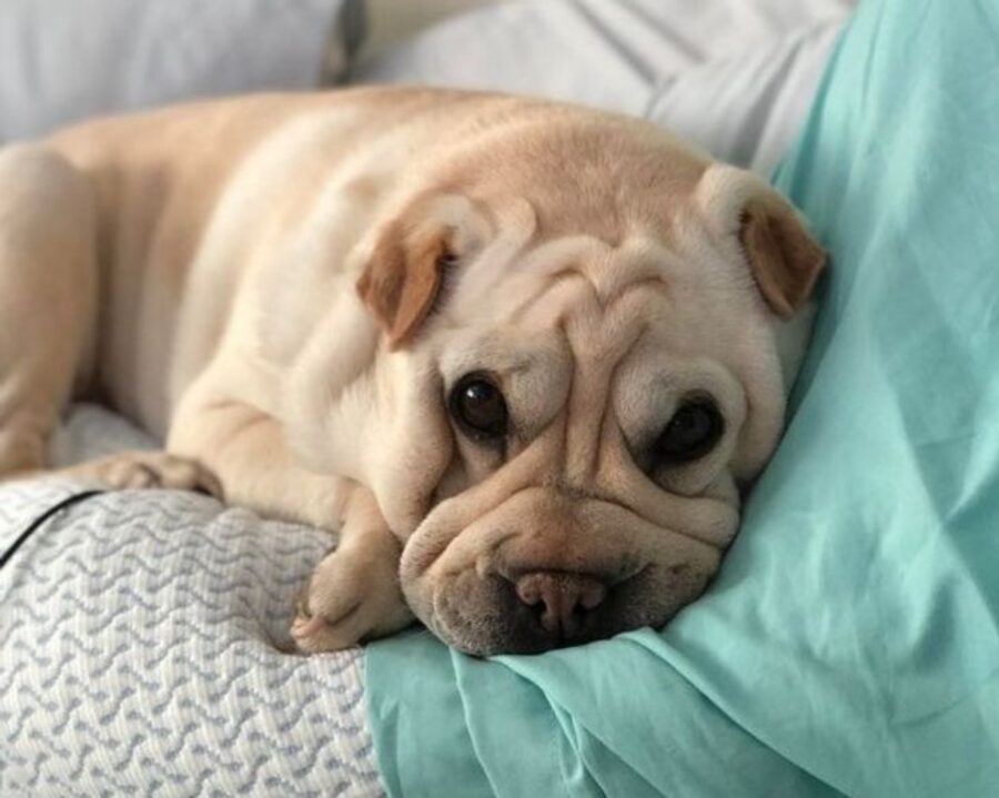 shar pei piccolo