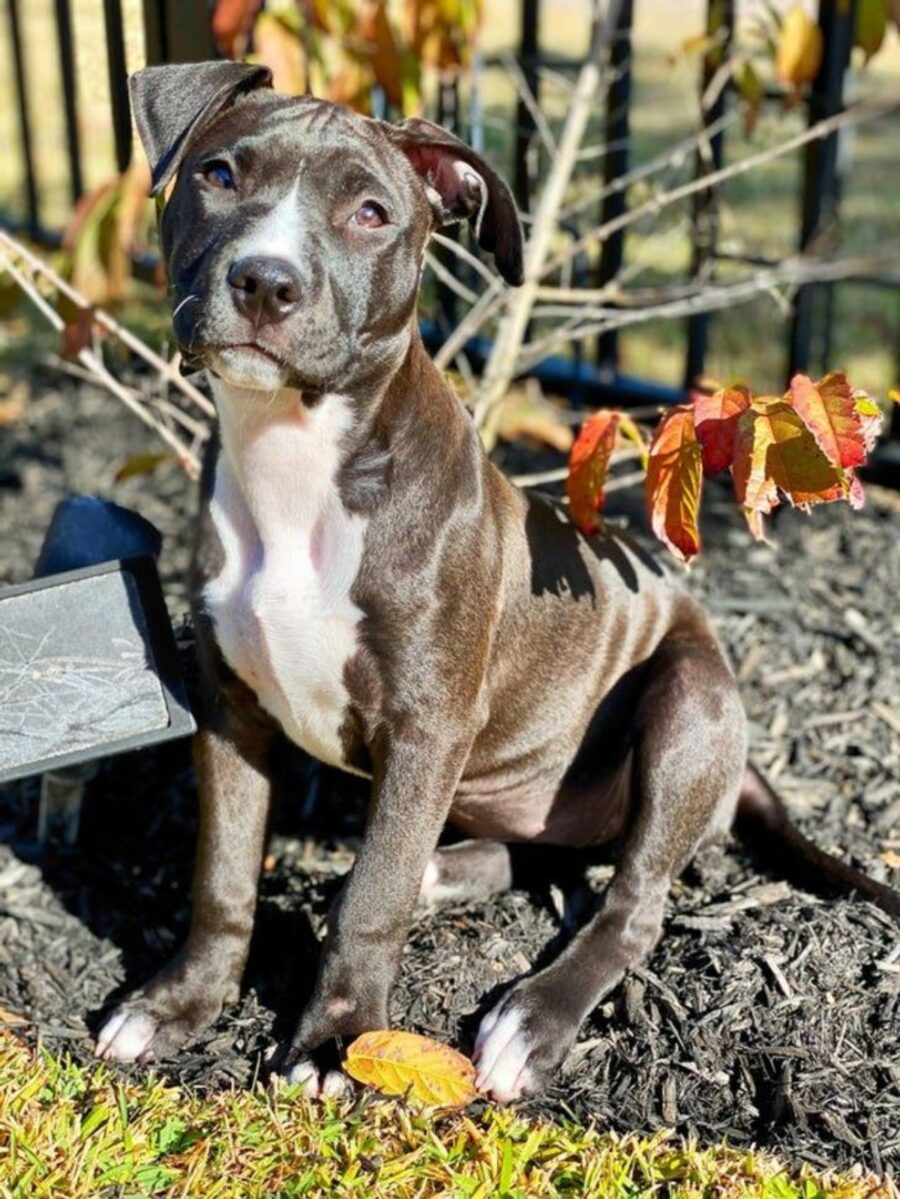 dolce pit bull