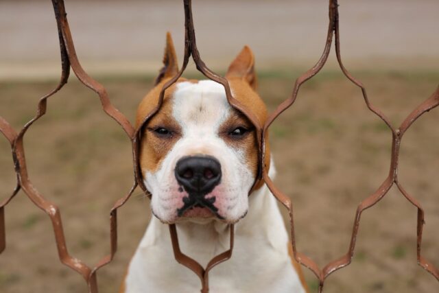 6 foto di cani sorpresi a fare le cose più buffe in assoluto