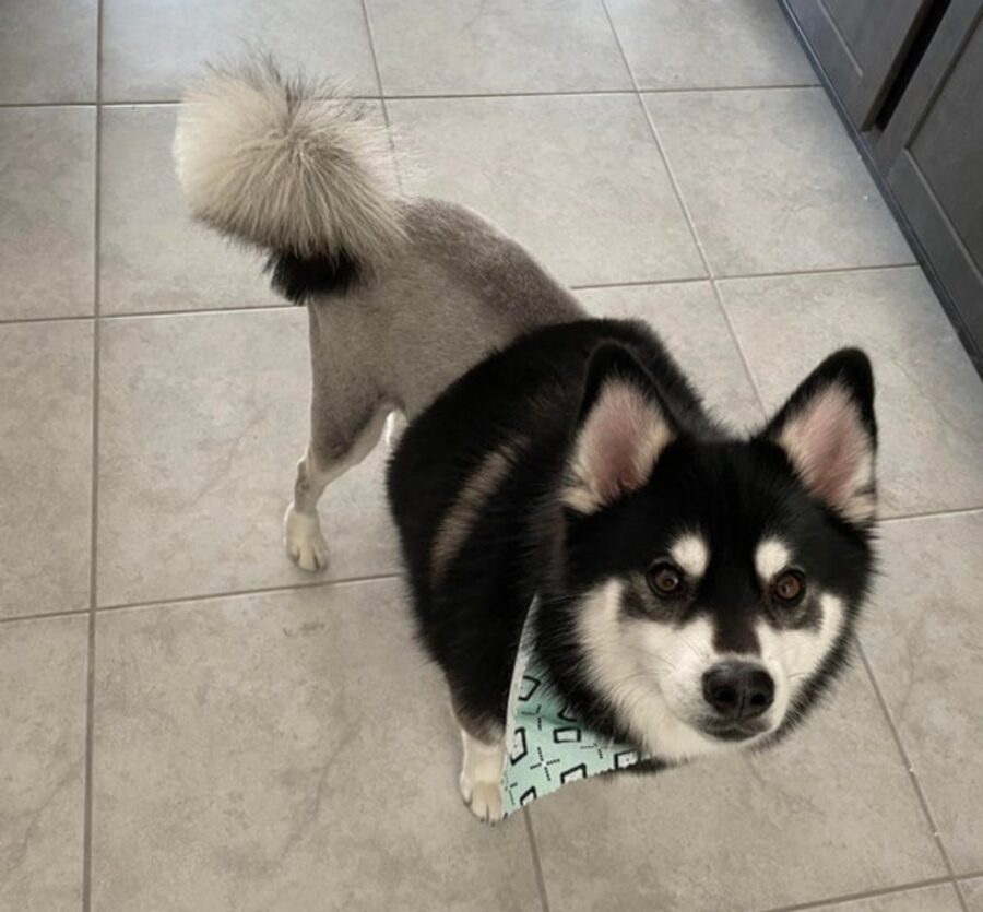 cucciolo husky