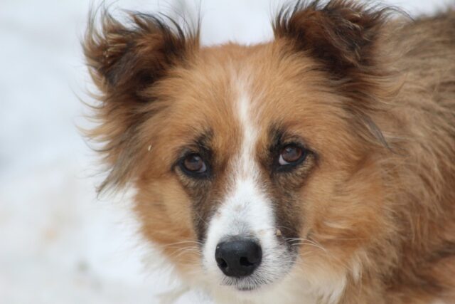 6 foto di cani ai quali il toelettatore ha donato un nuovo look