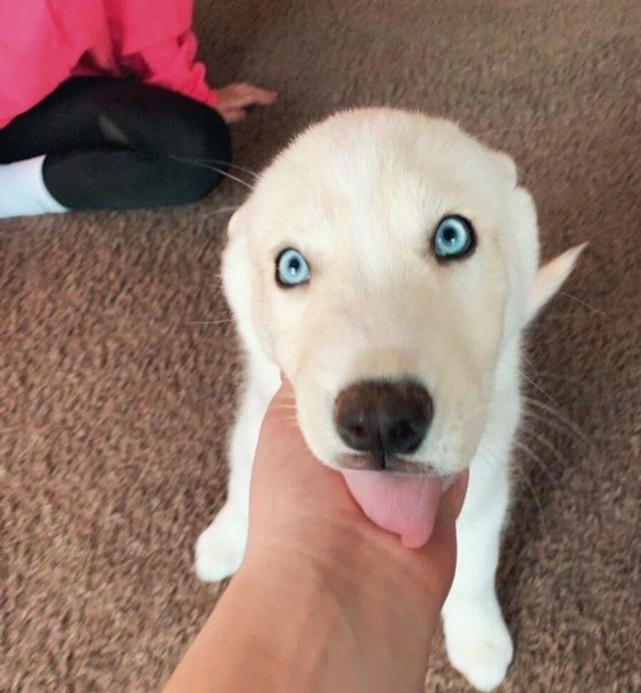 cane occhi azzurri