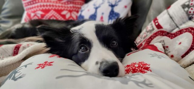 6 foto di cani che con la loro tenerezza ti scioglieranno il cuore