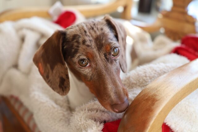 6 foto di cani che con lo sguardo possono penetrare i cuori di chiunque