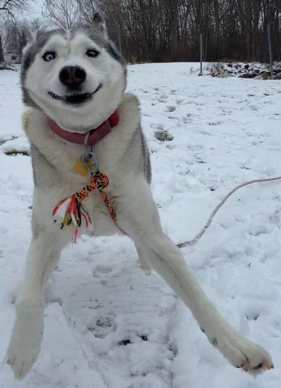 cane tenero gioco