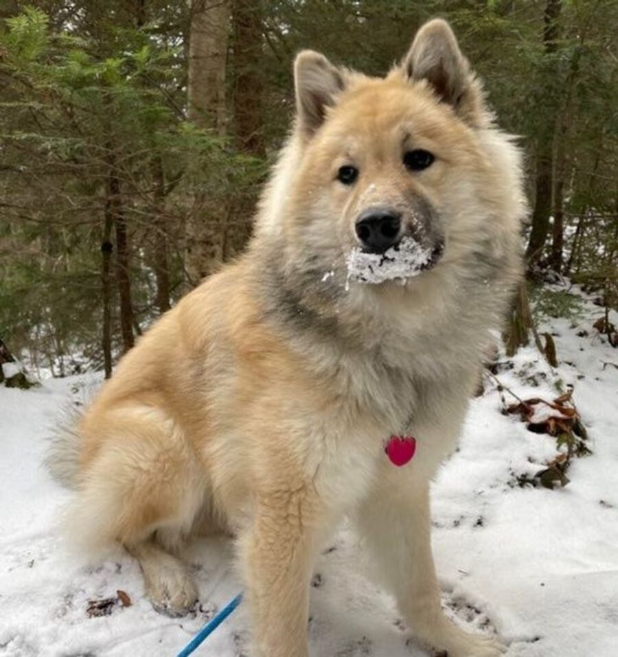 cane mangia ghiaccio