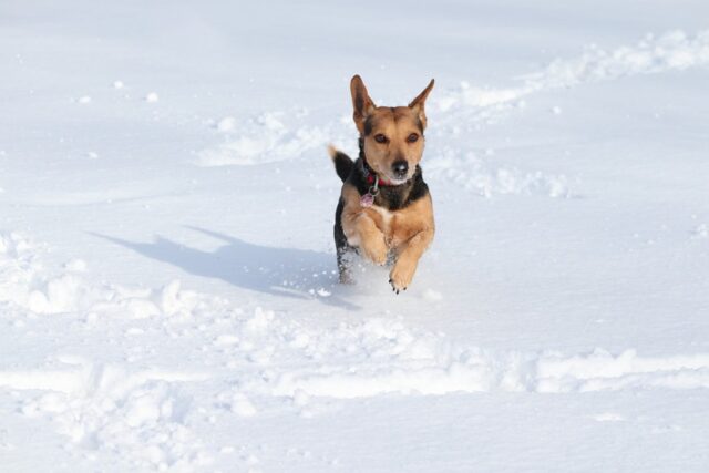 6 foto di cani che condividono un rapporto buffo con la neve