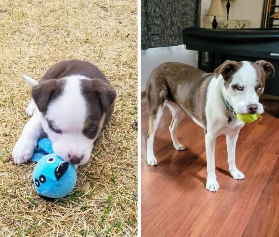 cagnolino giocoso