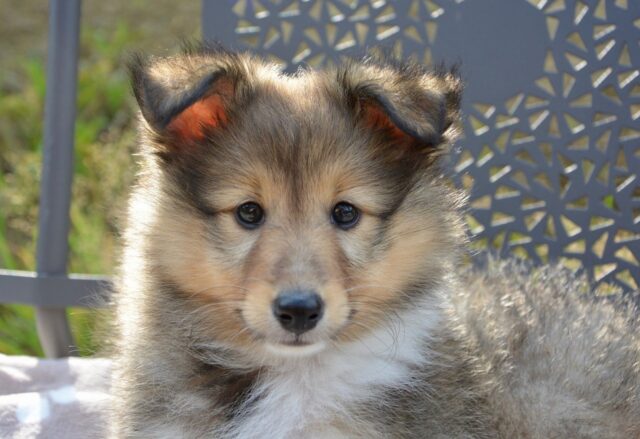 6 foto di cani che, crescendo, non hanno affatto perso le loro abitudini