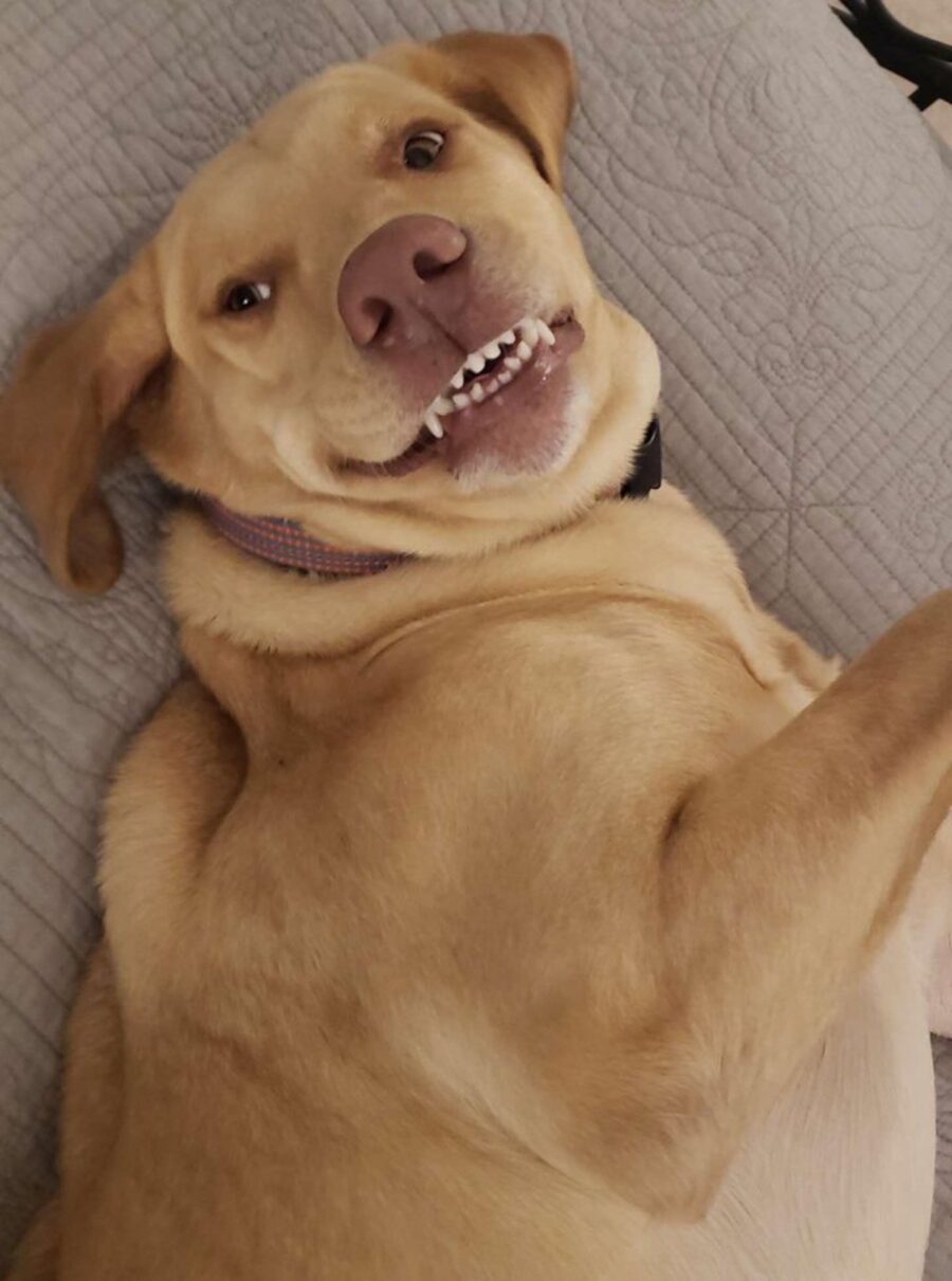 cane sorriso