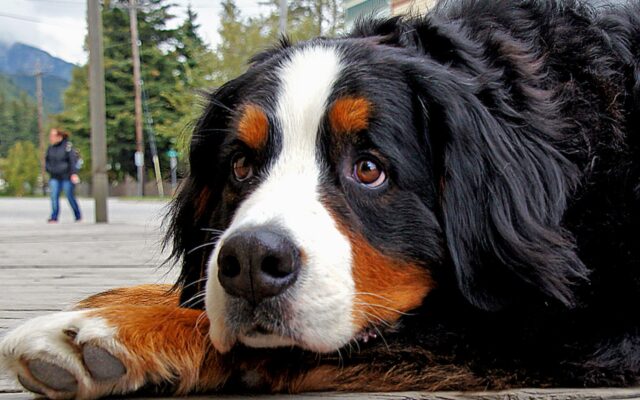 6 foto di cani che hanno cambiato totalmente la vita ai loro proprietari