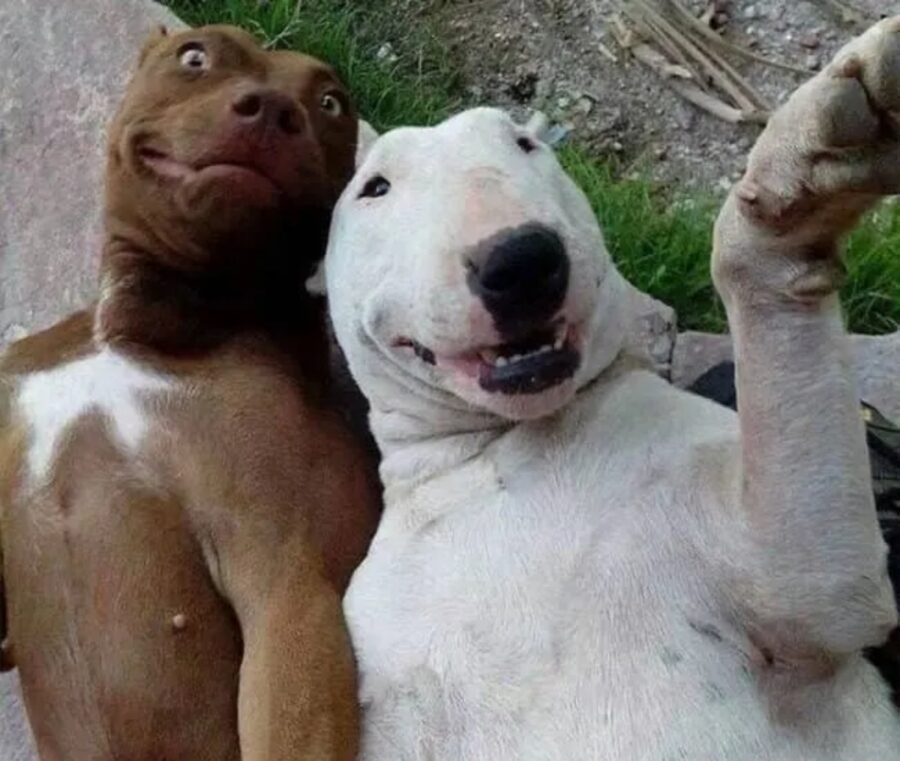cani selfie scatto