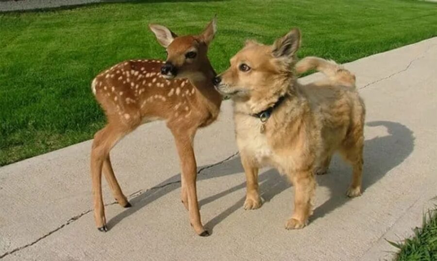 cerbiatto amico cane