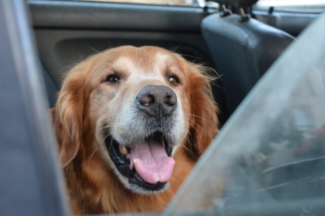 6 foto di cani che hanno un solo obiettivo: far ridere a crepapelle