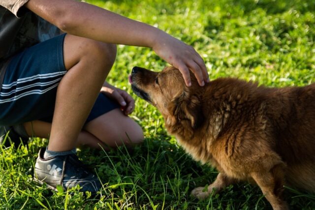 6 foto di cani che non riescono a separarsi dai loro proprietari