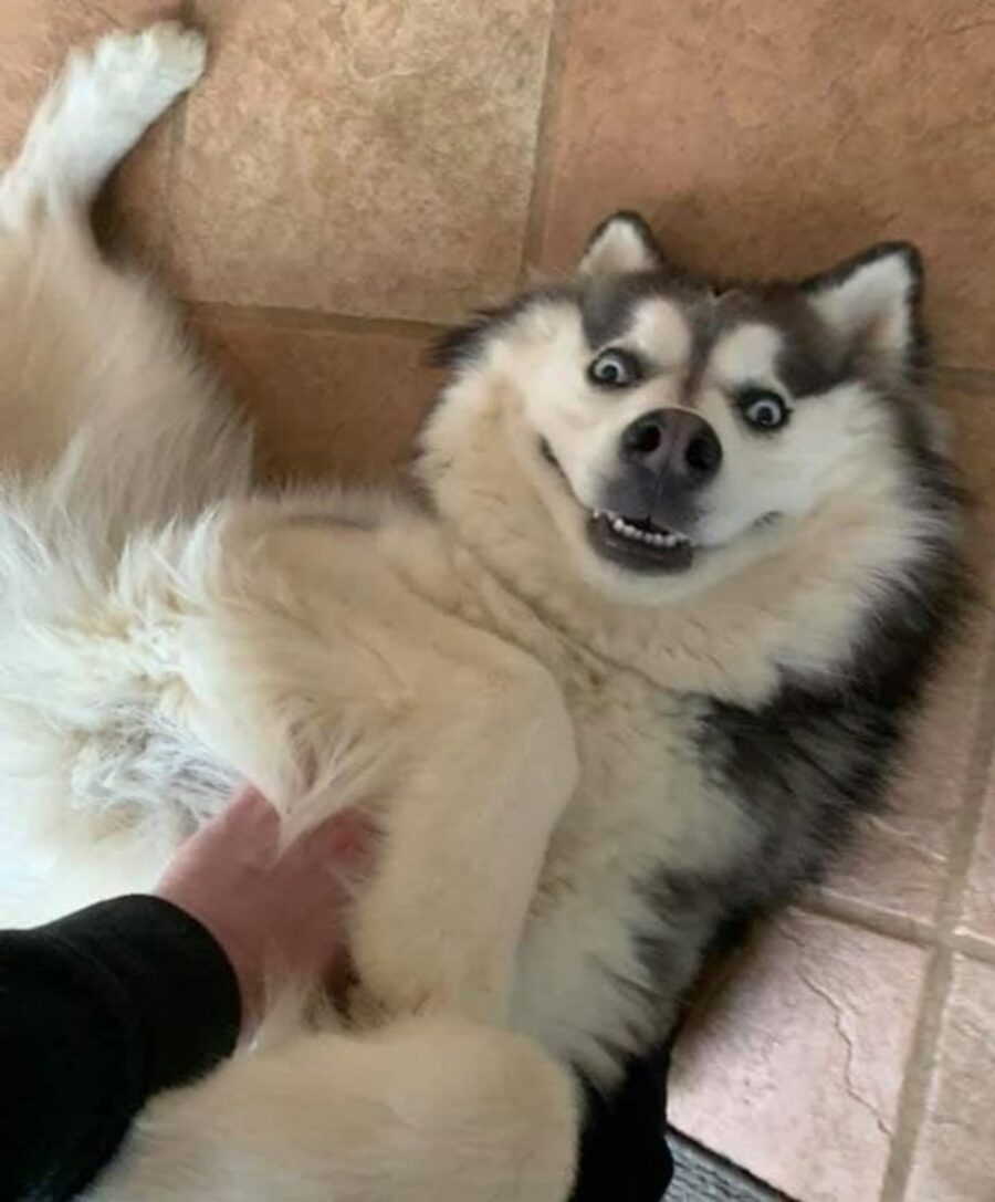 peloso husky sorriso