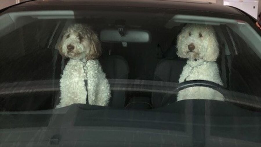 cani in auto