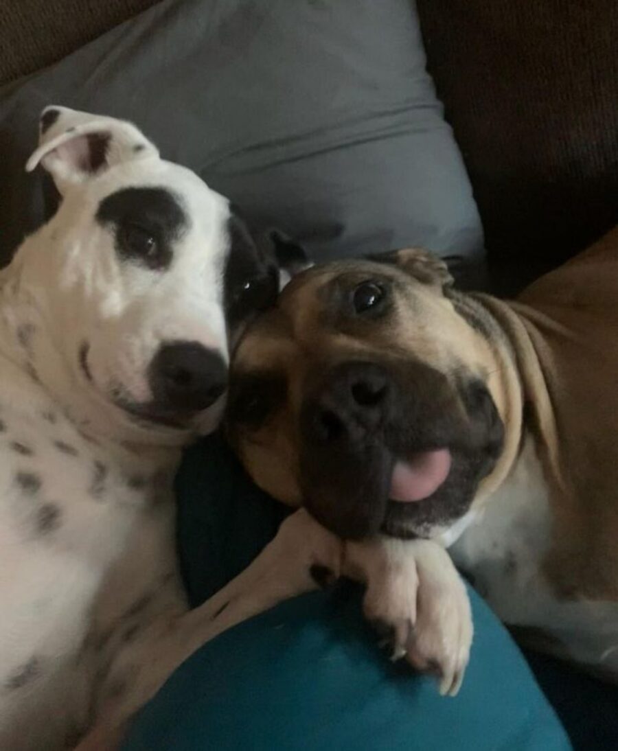 cani fanno selfie