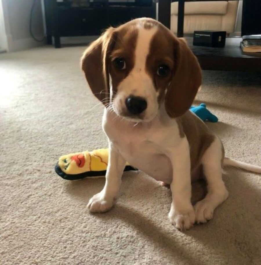 cagnolino gioco