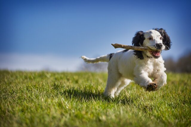 6 foto di cani che sanno sempre come risollevare l’umore