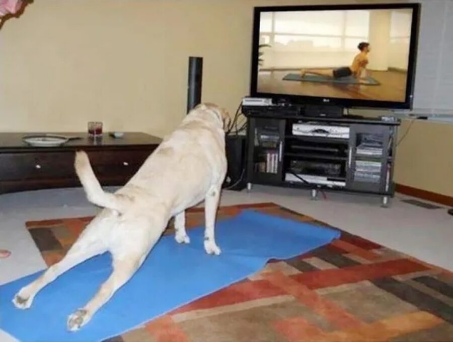 cane yoga