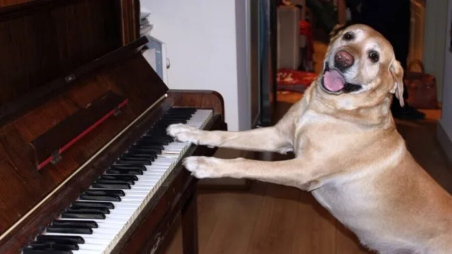 cane al pianoforte