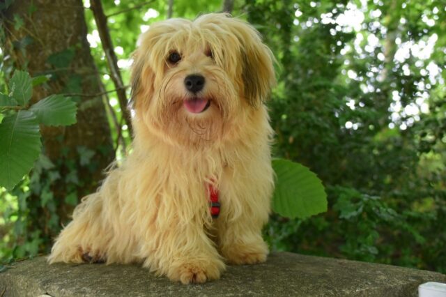 6 foto di cani che ti entreranno nel cuore non appena le vedrai