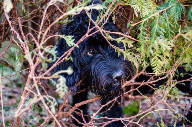 6 foto di cani coi quali è impossibile vincere a nascondino