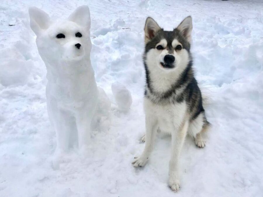 peloso husky neve