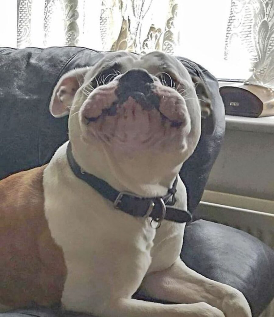 cucciolo bulldog