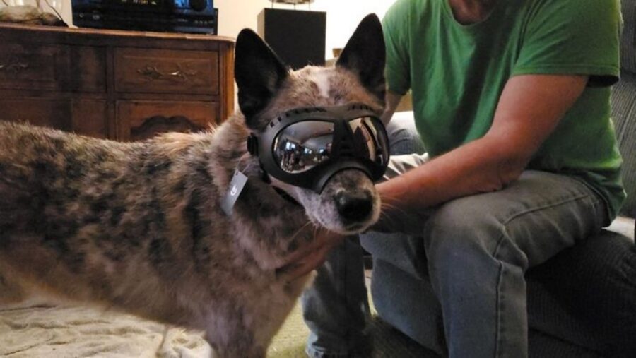 cane occhiali protetto