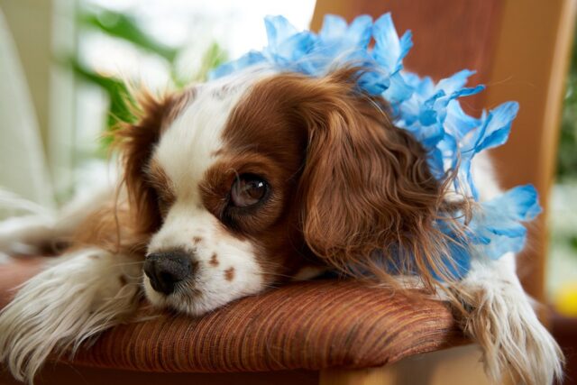 6 foto di cani straviziati dai loro amorevoli proprietari