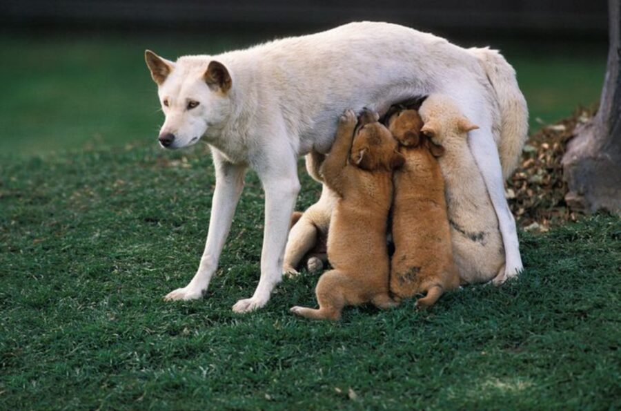 mamma con piccoli