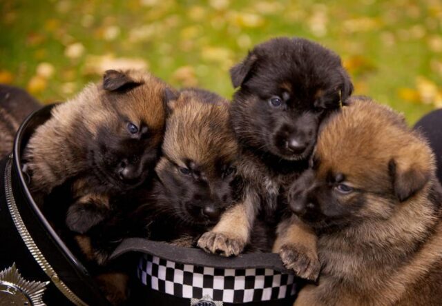 6 foto di cuccioli di cane che è impossibile non amare