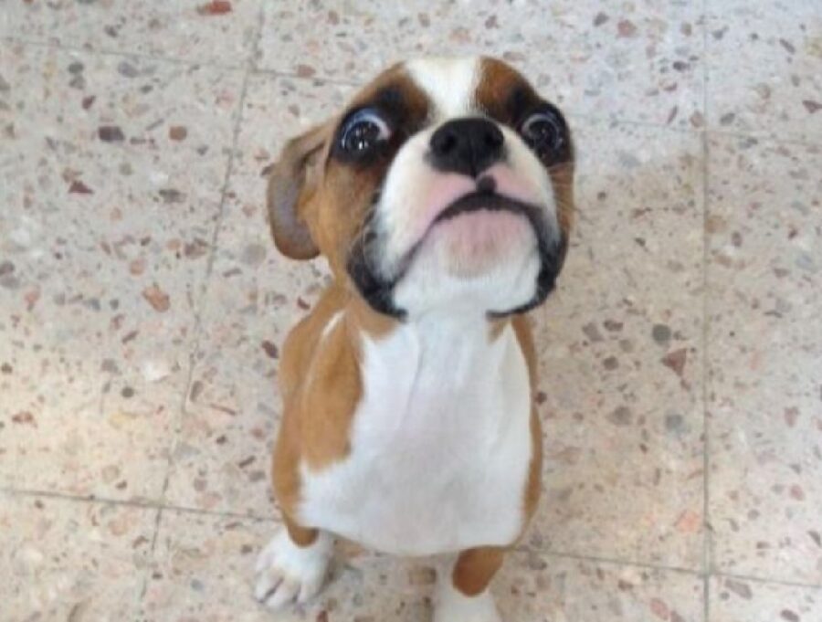 cagnolino sguardo in alto