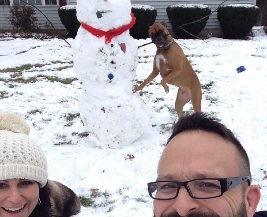 cagnolino rovina pupazzo di neve